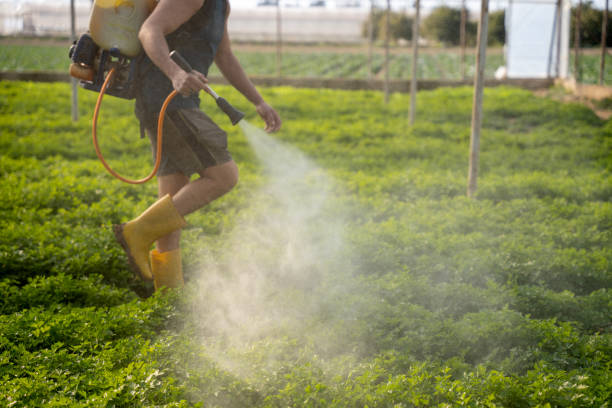 Best Emergency Pest Control  in Tenino, WA