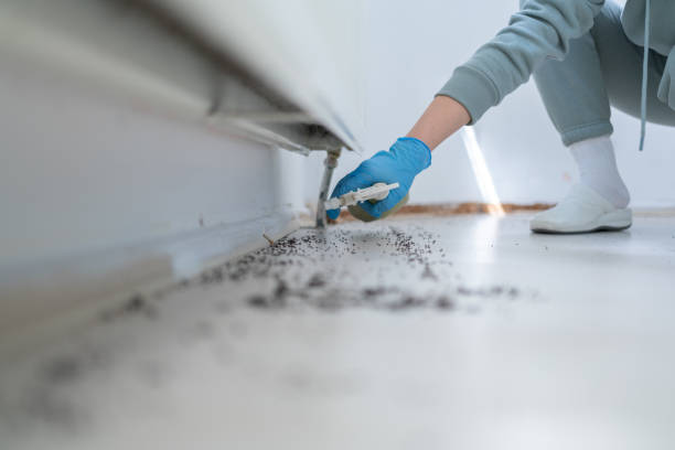Best Flea Control Services  in Tenino, WA
